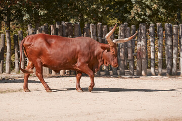 African Ankole-Watusi cow in the zoo