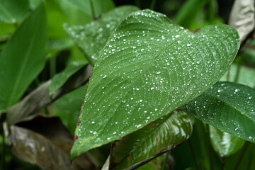 Raindrops on a green leaf. Natural hydration of plants.