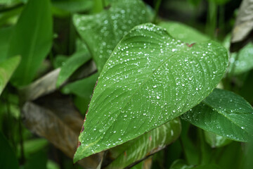 Raindrops on a green leaf. Natural hydration of plants.