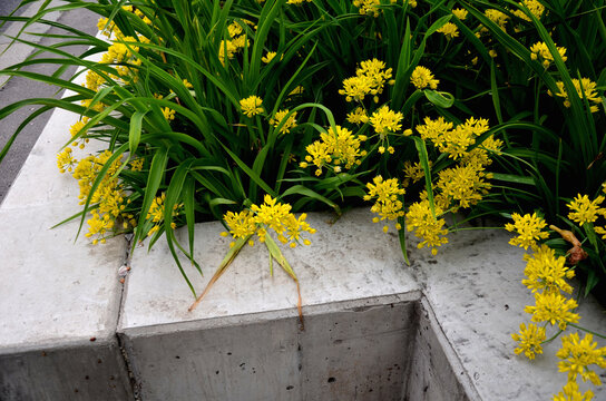 allium flavum garlic yellow garlic on a flowerbed protected by rope ropes on the edge of a granite curb