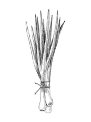 Crédence de cuisine en verre imprimé Herbes Bouquet d& 39 oignons de printemps dessinés à la main
