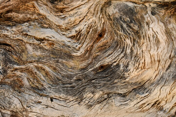 Cross section of a tree, wooden wall. Wood background. Textured section of a tree.