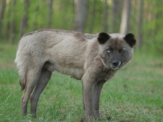 street dog with different eyes on the background of the forest