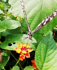 butterfly on a flower