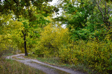 Obraz premium Road in the autumn forest. Orange leaves on the trees in the autumn forest. Beautiful multi-colored autumn leaves of green, yellow, orange, red.