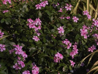 pink flowers in the garden