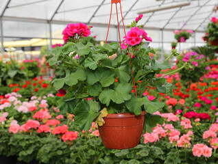 Fototapeta na wymiar Hanging pot of geraniums flowers for sale in the greenhouse of t