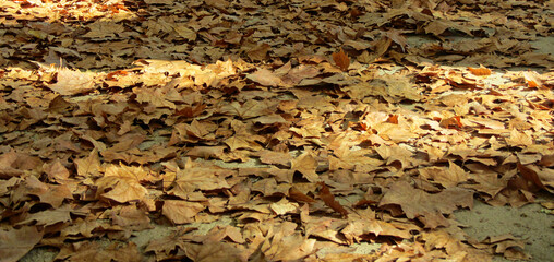 Colorful autumn. Platanus leaves