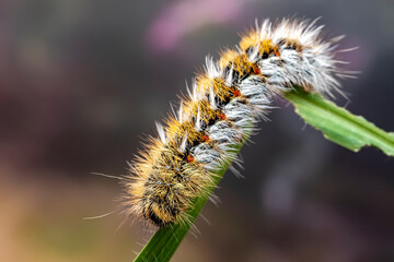 Obraz premium Eyespot Anthelid (Anthela ocellata) caterpillar