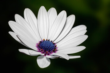 White and purple Gerbera Daisy flower