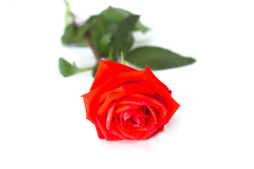 Single red rose on white