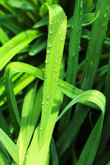 Green leaves with dewdrops as background image.