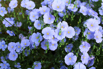  blue flax as a background image.