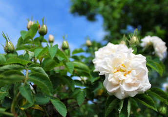 White rose against the blue sky in the garden. 