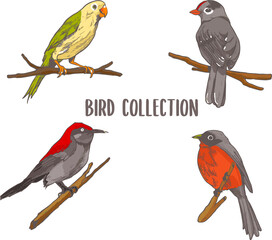 colorful bird collections illustration vector