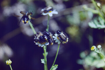 flying insects on a flower