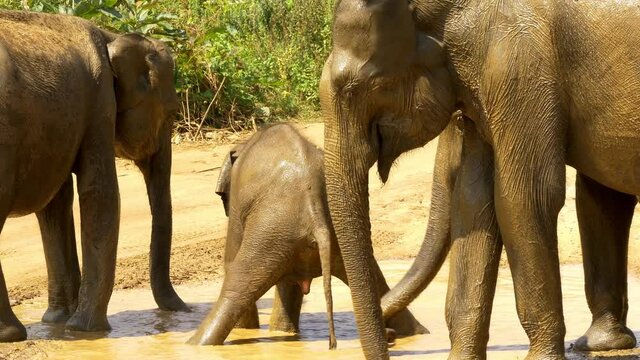 Baby elephant plays and pees in rain water puddle