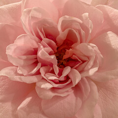 Pink Rose flower extreme close-up