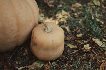 Halloween holidays concept. Pumpkins. Halloween background. Autumn mood. Halloween mood.