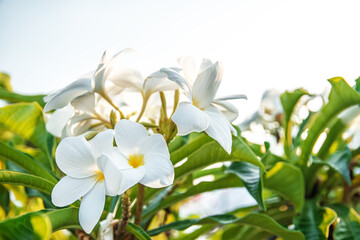 Photo of white flowers branch plumeria on a bright light background