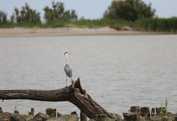 Gray Heron with long neckline on the mouth of the wide river in