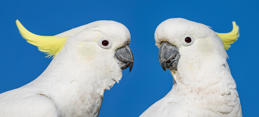 Sulphur-crested Cockatoos (Cacatua galerita)