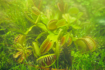 the flycatcher plant is located in a terrarium, the terrarium is filled with light fog