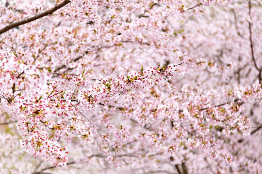 Beautiful sakura cherry blossoms in Japan countryside.