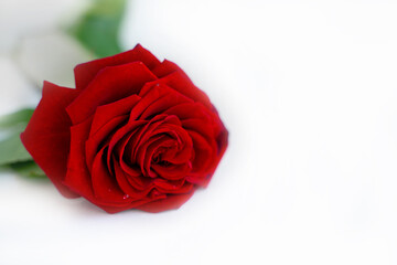 red rose isolated on white. space for text