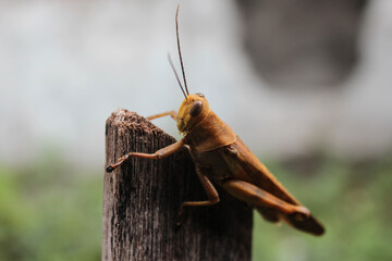 Grasshopper on the log - Powered by Adobe