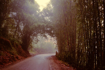 Fototapeta na wymiar foggy forest road