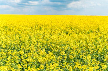 Field of bright yellow rapeseed in spring
