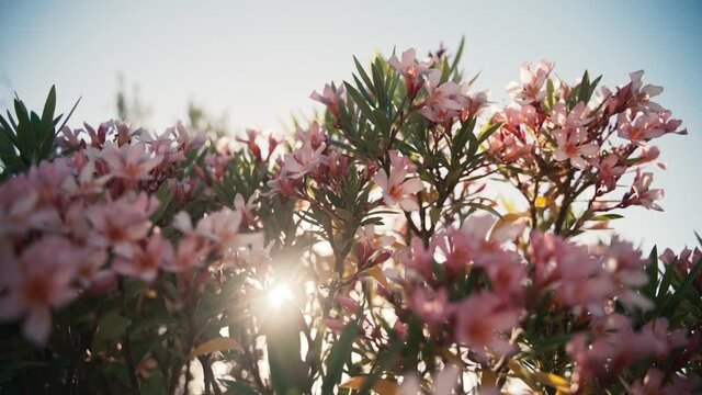 A branch with pink oleander flowers sways in the wind with the glare of the sun. High quality 4k footage