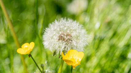 Pusteblume auch gewöhnlicher Löwenzahn (Taraxacum sect. Ruderalia) © Frank
