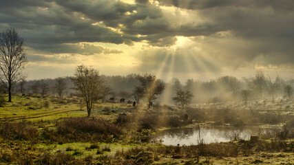 Mystische Stimmung im Naturschutzgebiet Höltigbaum, Hamburg