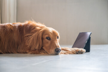 Golden retriever lying on the floor looking at a tablet