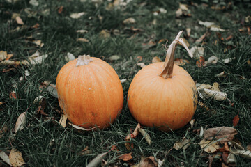 Thanksgiving day. Autumn. Halloween pumpkin on a wooden background, Holiday decoration. Halloween...
