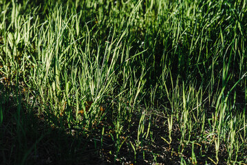 Obraz premium Fresh young green grass in the sun. bright sunny summer day