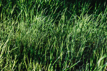 Fresh young green grass in the sun. bright sunny summer day