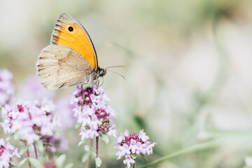 Joli papillon coloré posé sur une fleur dans un champs