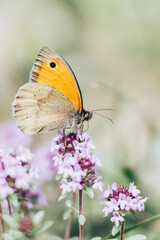 Joli papillon coloré posé sur une fleur dans un champs