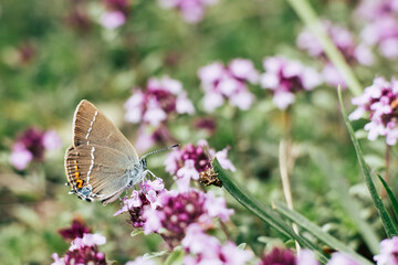 Joli papillon coloré posé sur une fleur dans un champs