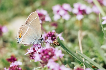Joli papillon coloré posé sur une fleur dans un champs