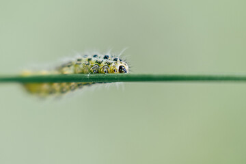 Chenille jaune et noir en train de ramper sur une herbe