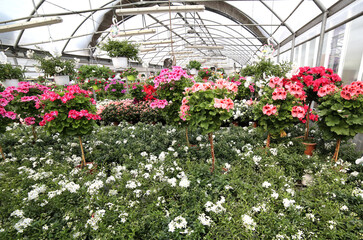 Fototapeta na wymiar Interior of the greenhouse of a florist with many pots of flower