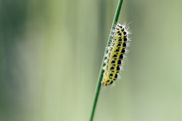 Chenille jaune et noir en train de ramper sur une herbe