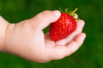 Strawberries in the hands of a child