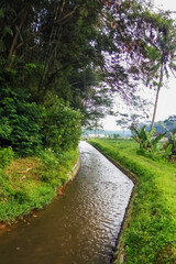 Fototapeta na wymiar river in the forest in central java, indonesia
