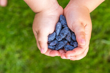 Honeysuckle in the hands of a child