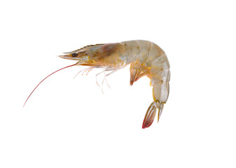 Fresh raw shrimp isolated on white.